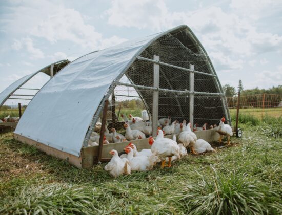 Breault Family Farm