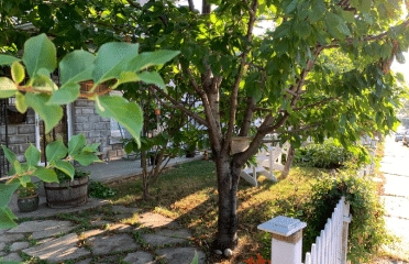 Tree by fence near sidewalk in sunny residential area.