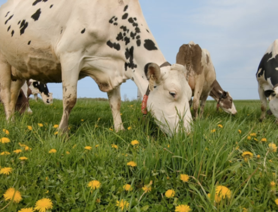 Mapletons Organic Dairy