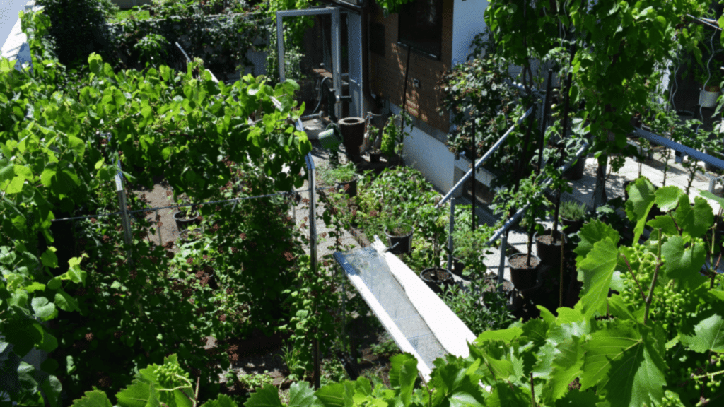 Lush urban backyard garden with plants and walkway.