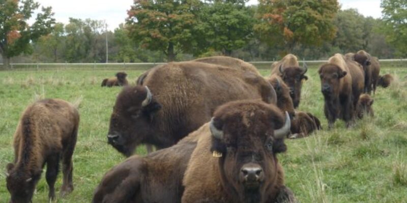 Blanbrook Bison Farm