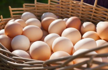 Crack the Code with 6 GROWR Hacks for Egg Sellers