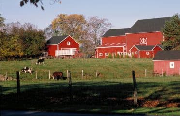 Red barns, cows, rural farmstead scenery.