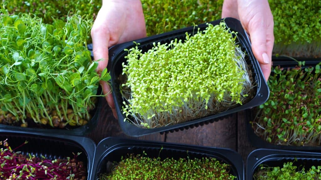 Hand holding microgreens tray for healthy eating.