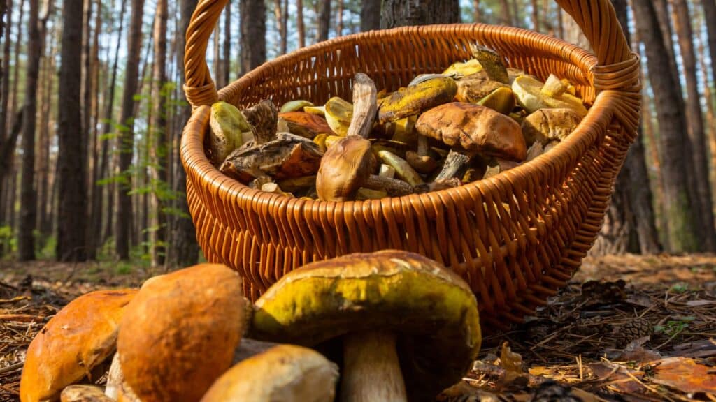 Wicker basket full of wild mushrooms in forest.