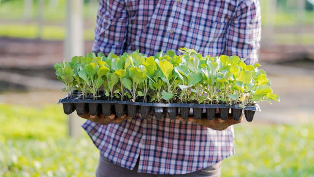 Person holding tray of young plants.