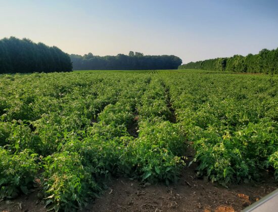 Spruce Ridge Farm